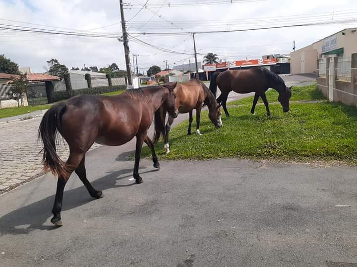  CAVALOS SOLTOS TOMAM CONTA DE BAIRRO EM SÃO JOSÉ DOS PINHAIS