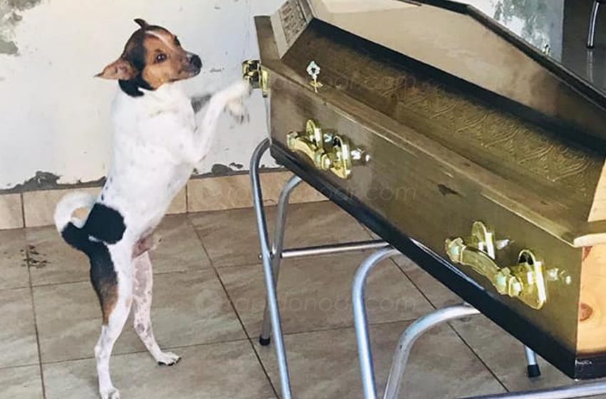  Amor de verdade! Cachorro chora e permanece ao lado de caixão durante velório de sua dona