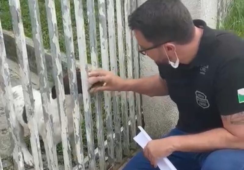  PCPR resgata cachorro agredido pelo tutor em São José dos Pinhais