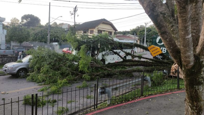  Galho de árvore arrebentado por caminhão cai em cima de carro e deixa motorista em choque