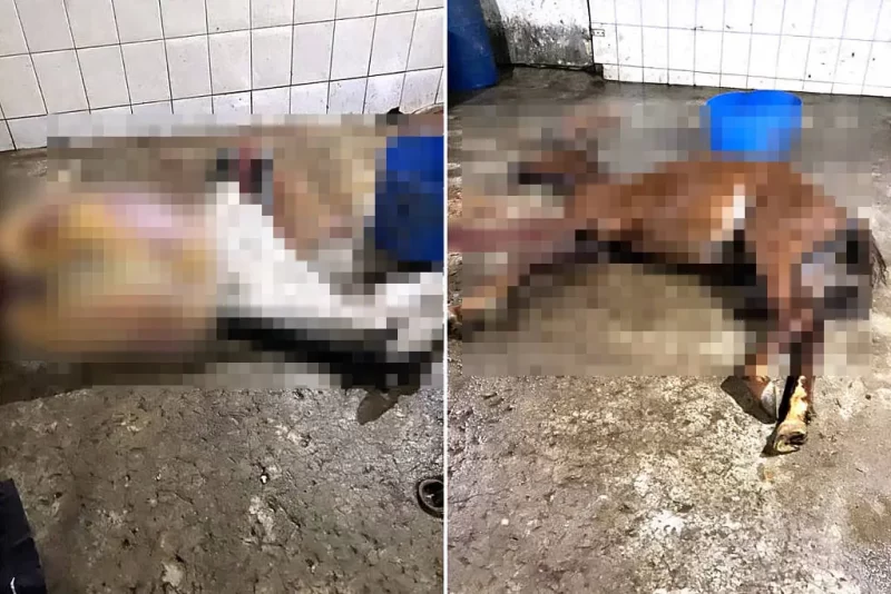  Abatedouro de MG que vendia carne de cavalo como de boi é fechado pela polícia