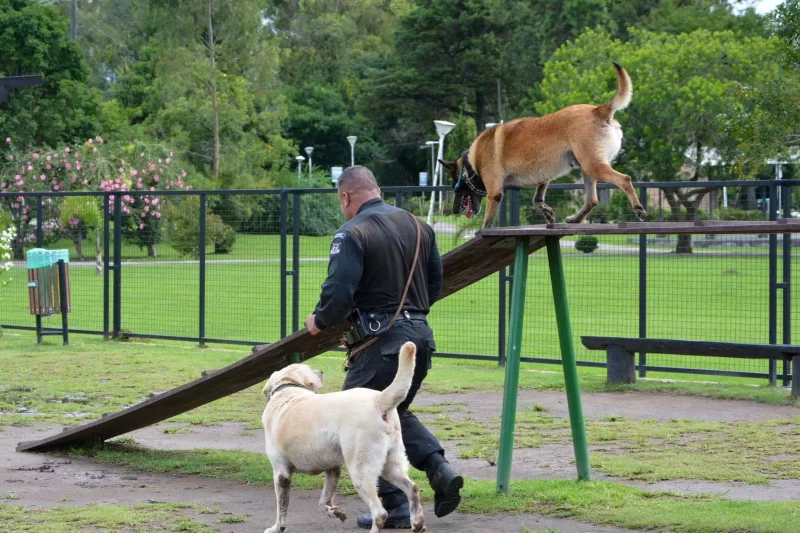  ‘Cãominhada’: evento com tutores e pets acontece neste domingo em São José dos Pinhais
