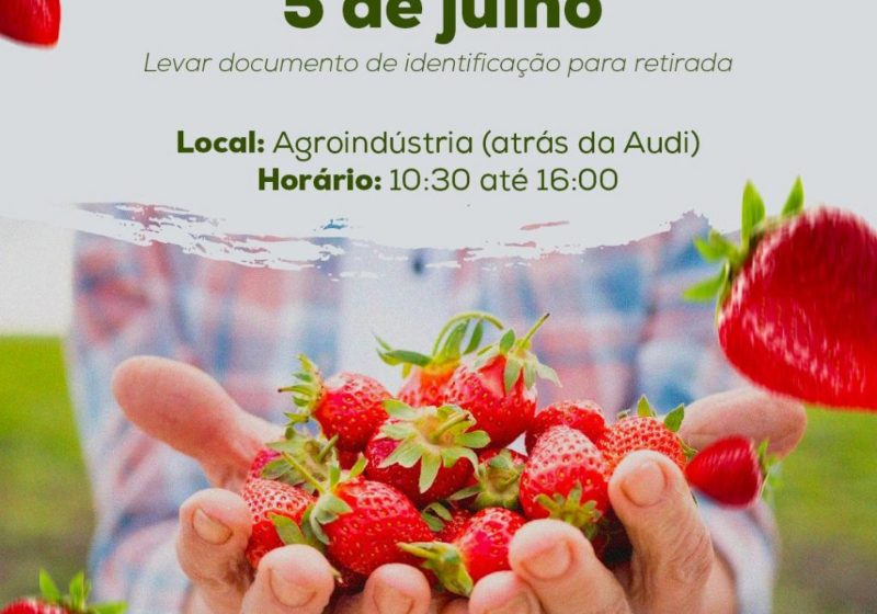  São José dos Pinhais terá entrega de mudas de morango para produtores rurais