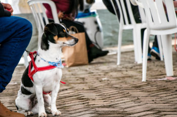  Mais de três mil animais foram castrados nos mutirões realizados em São José dos Pinhais
