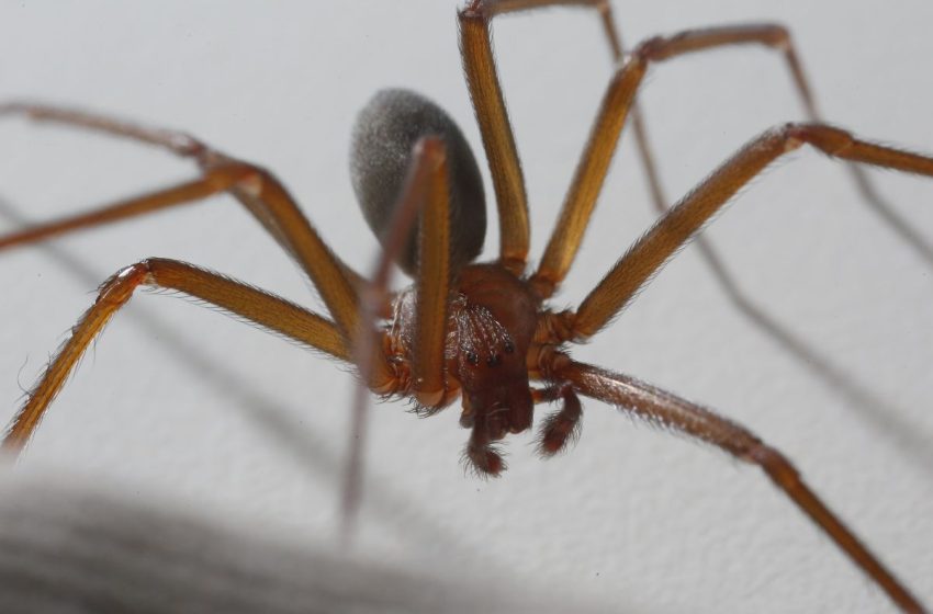  Prefeitura de São José dos Pinhais alerta para cuidados com aranhas-marrons