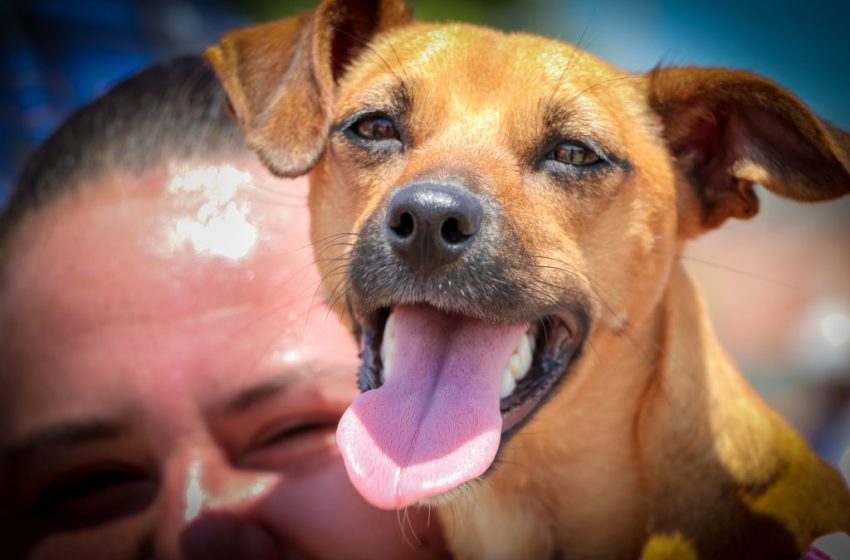  São José dos Pinhais lidera castrações gratuitas na Região Metropolitana