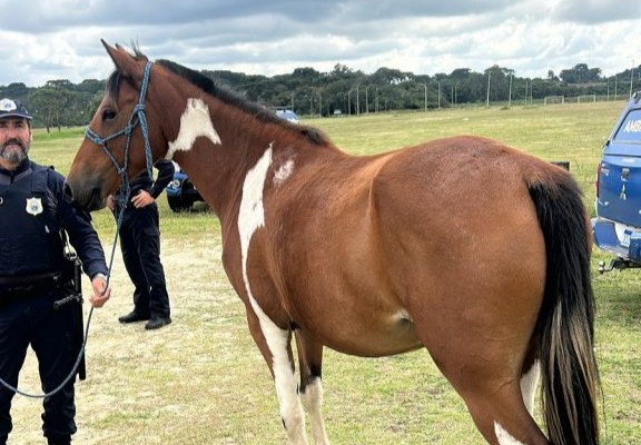  Ação da Semma e Guarda Municipal resgata sete cavalos soltos em vias públicas no Guatupê