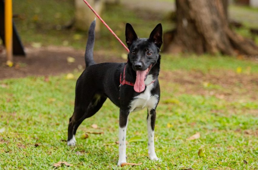  São José dos Pinhais realiza Mutirão de Castração no bairro Contenda em agosto