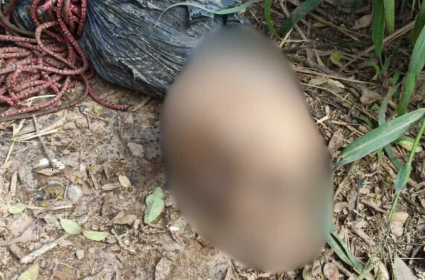  Polícia Civil investiga encontro de dois crânios às margens do Rio Miringuava, em São José dos Pinhais