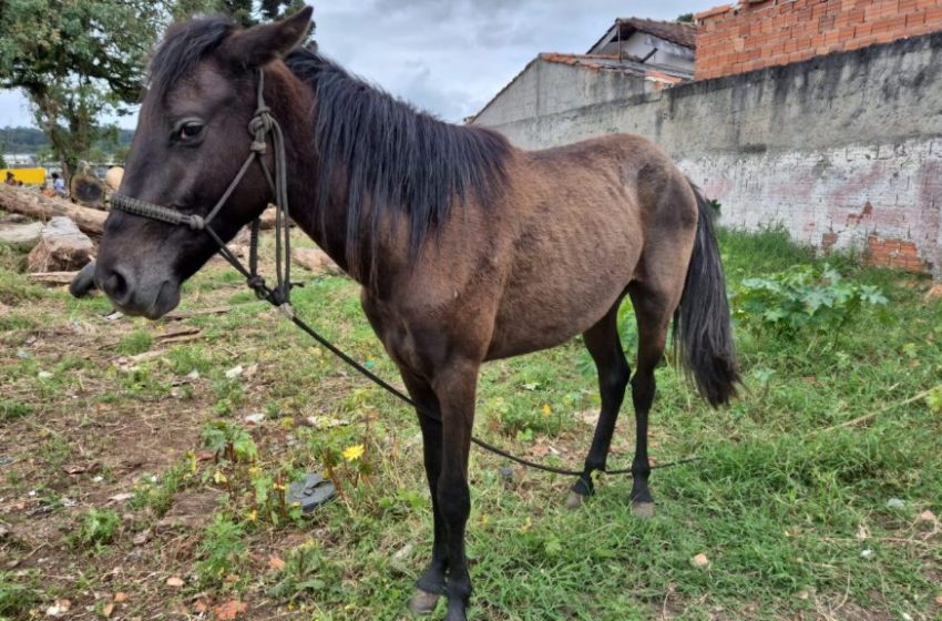  Operação em São José dos Pinhais apreende seis cavalos soltos e em situação de maus-tratos