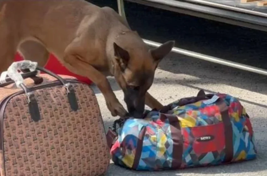  Quatro pessoas são detidas com drogas durante fiscalização do BPRv na PR-412, em Pontal do Paraná