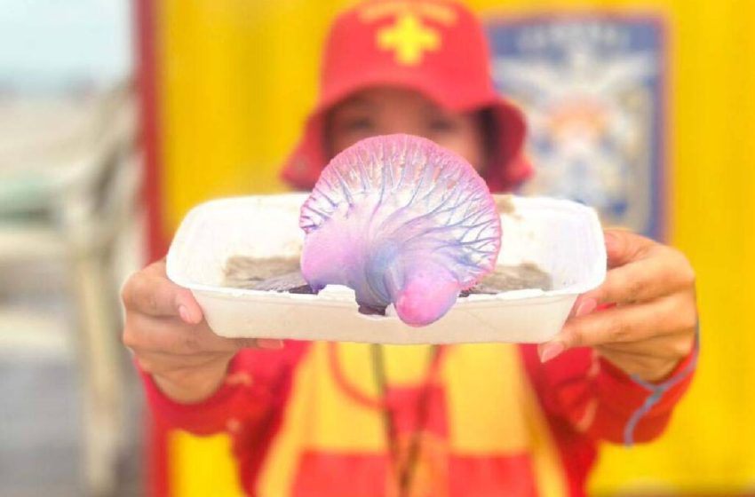  Bombeiros alertam para riscos de queimaduras por água-viva no litoral paranaense