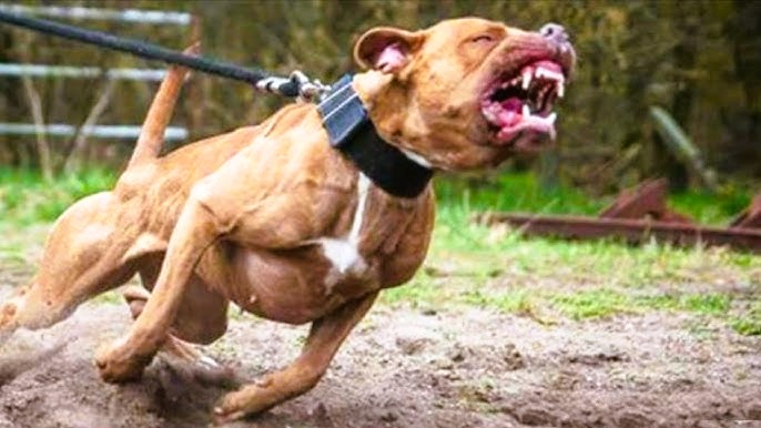  Idoso é atacado por pitbull e fica gravemente ferido em Colombo