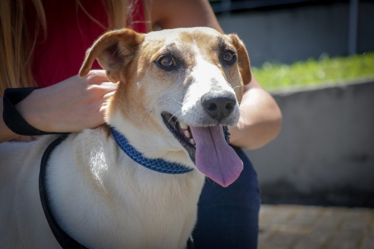  São José dos Pinhais recebe programa Vet-Móvel Paraná com atendimentos veterinários gratuitos