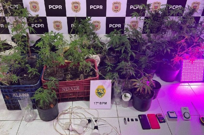  Suspeito de violência doméstica tenta fugir da PM e é preso com plantação de maconha na RMC