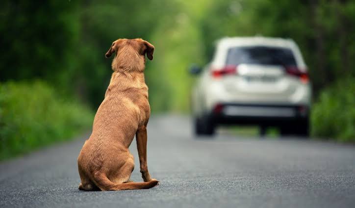  Câmara de São José dos Pinhais aprova moção por medidas mais rígidas contra abandono de animais