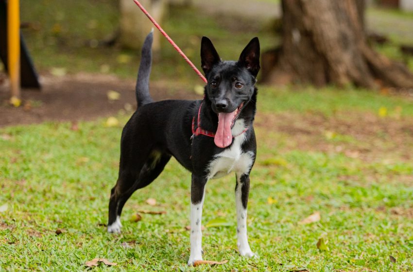  São José dos Pinhais terá mutirões gratuitos de castração de cães e gatos