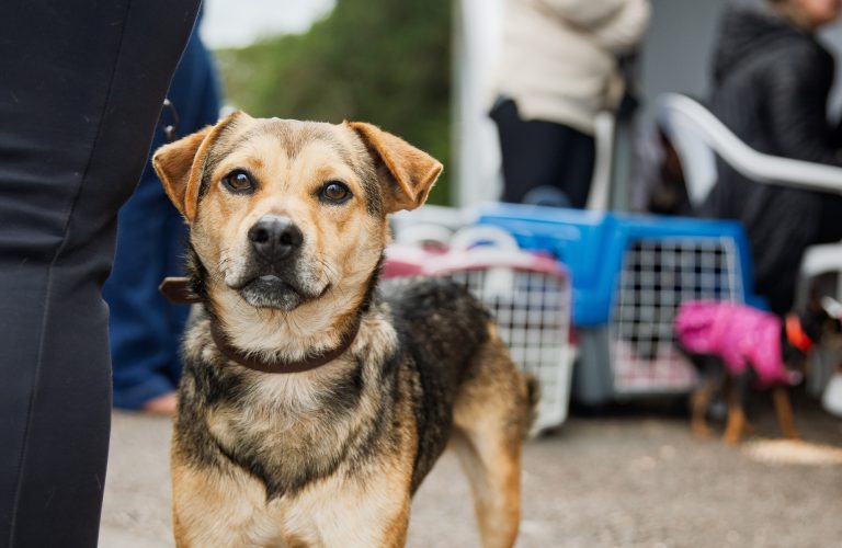  São José dos Pinhais terá mutirão de castração de cães e gatos em outubro